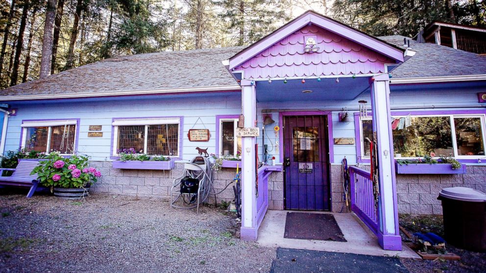 Shelter Builds Colorful Cottages For Its Pups Instead Of Cages