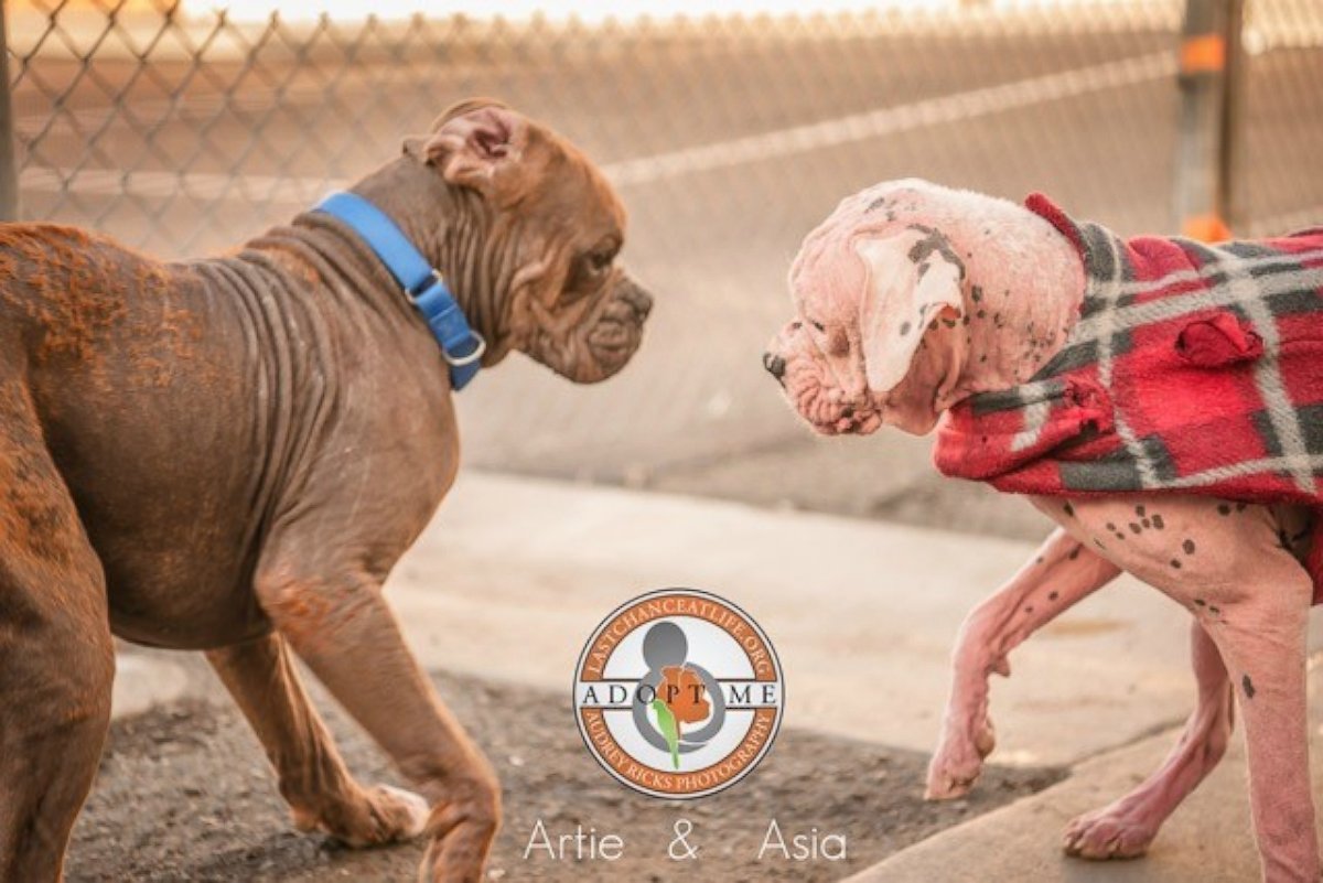 PHOTO: Asia and Artie, both boxers, were left at the Animal Friends of the Valleys shelter in Wildomar, California.