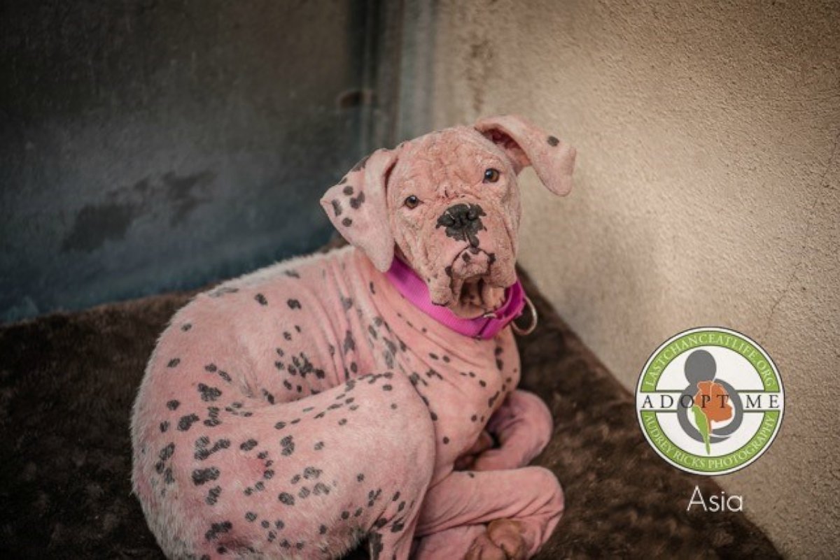 PHOTO: Asia, a 10-month-old boxer, was adopted by a family in California after being left at an animal shelter.