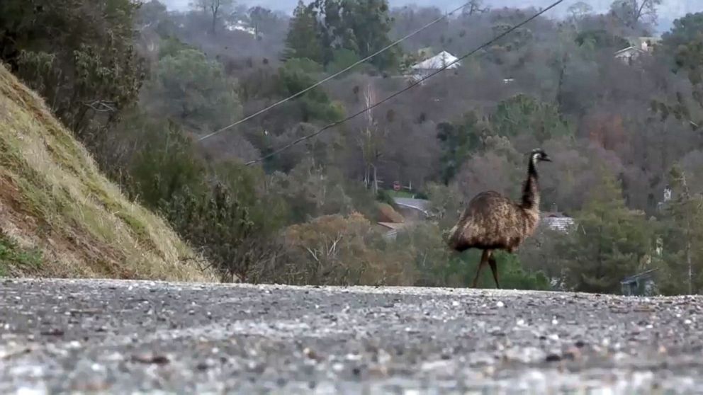 PHOTO: An emu was spotted roaming the streets of Valley Springs, California, on Tuesday, Jan. 2, 2017. 