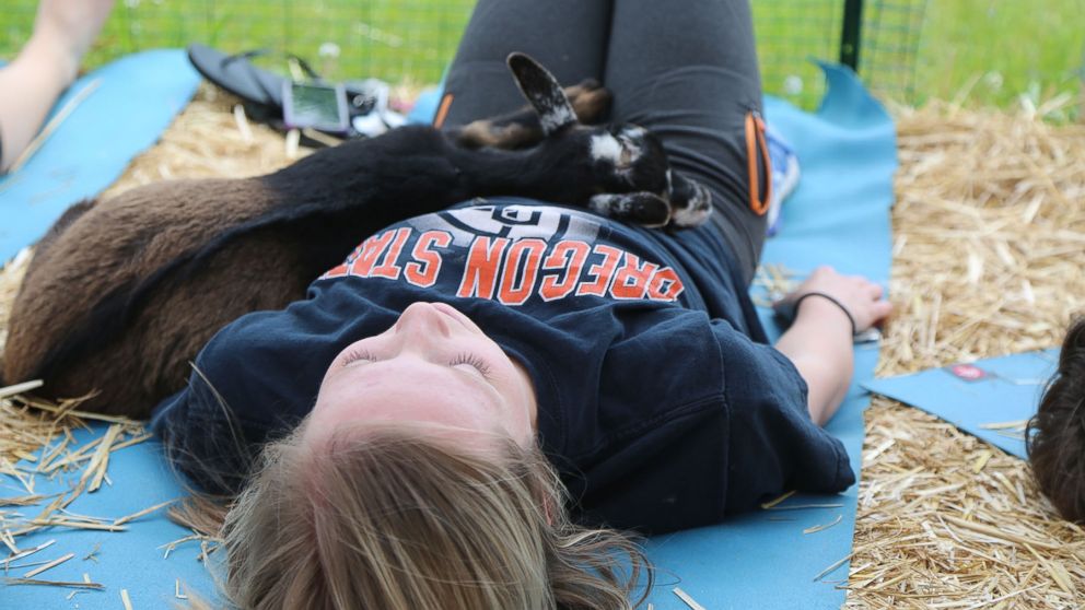 PHOTO: A goat snuggles with a woman taking a goat yoga class in Oregon. 