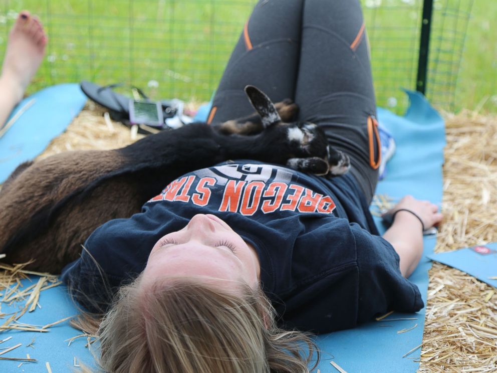 PHOTO: A goat snuggles with a woman taking a goat yoga class in Oregon.