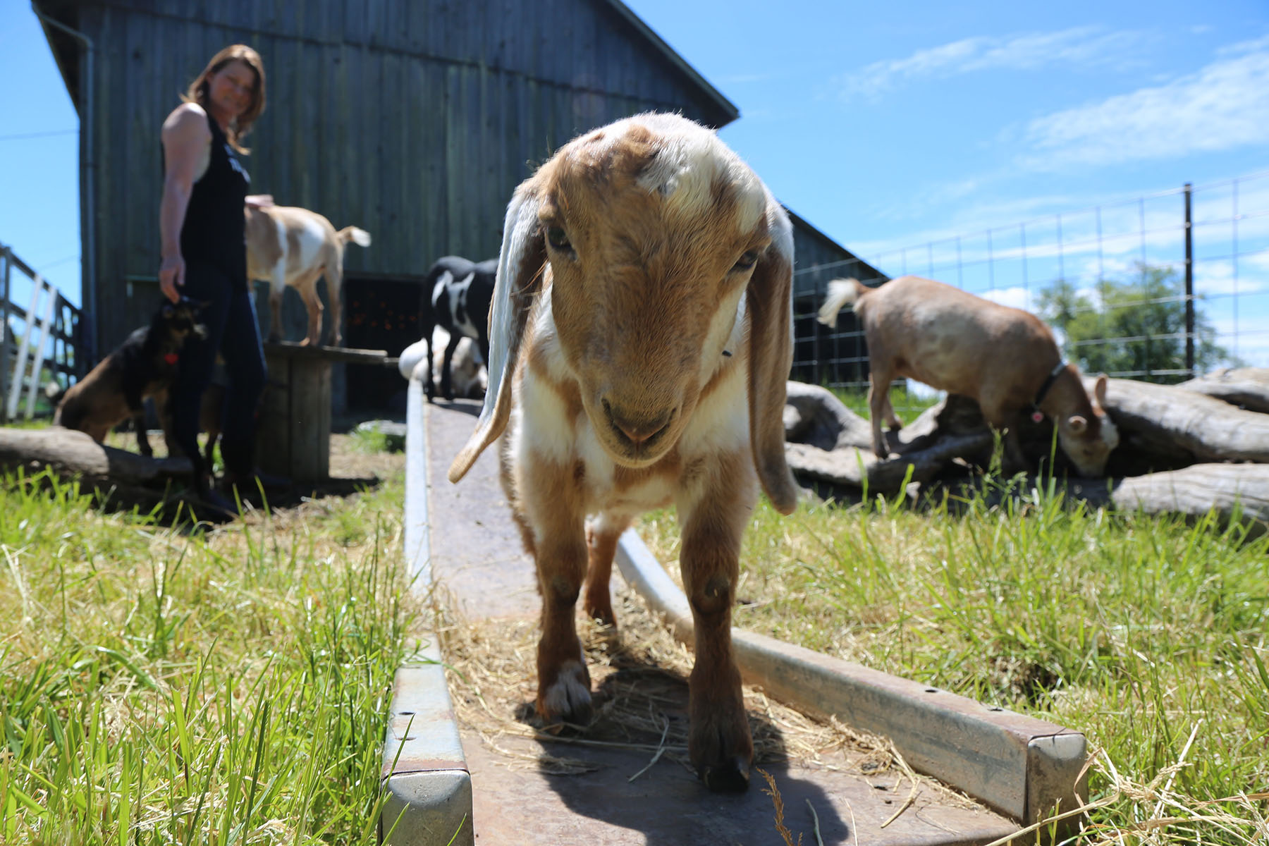 Yoga with goats craze takes off in US - New Vision Official