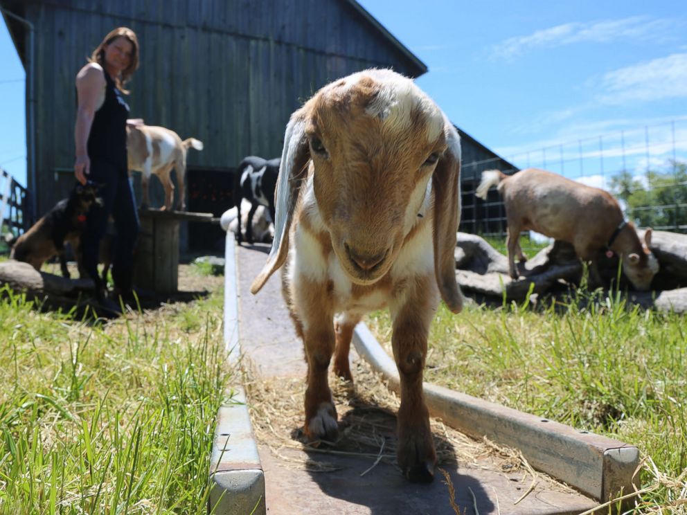 PHOTO: Lainey Morse started goat yoga in August 2016, where goats mingle with people during yoga classes.