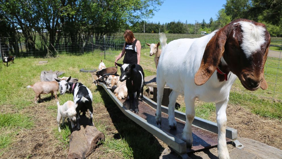 PHOTO: Lainey Morse on her farm in Oregon, where she came up with the idea for goat yoga. 