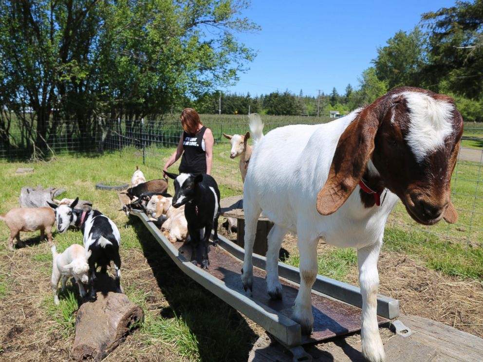 PHOTO: Lainey Morse on her farm in Oregon, where she came up with the idea for goat yoga.
