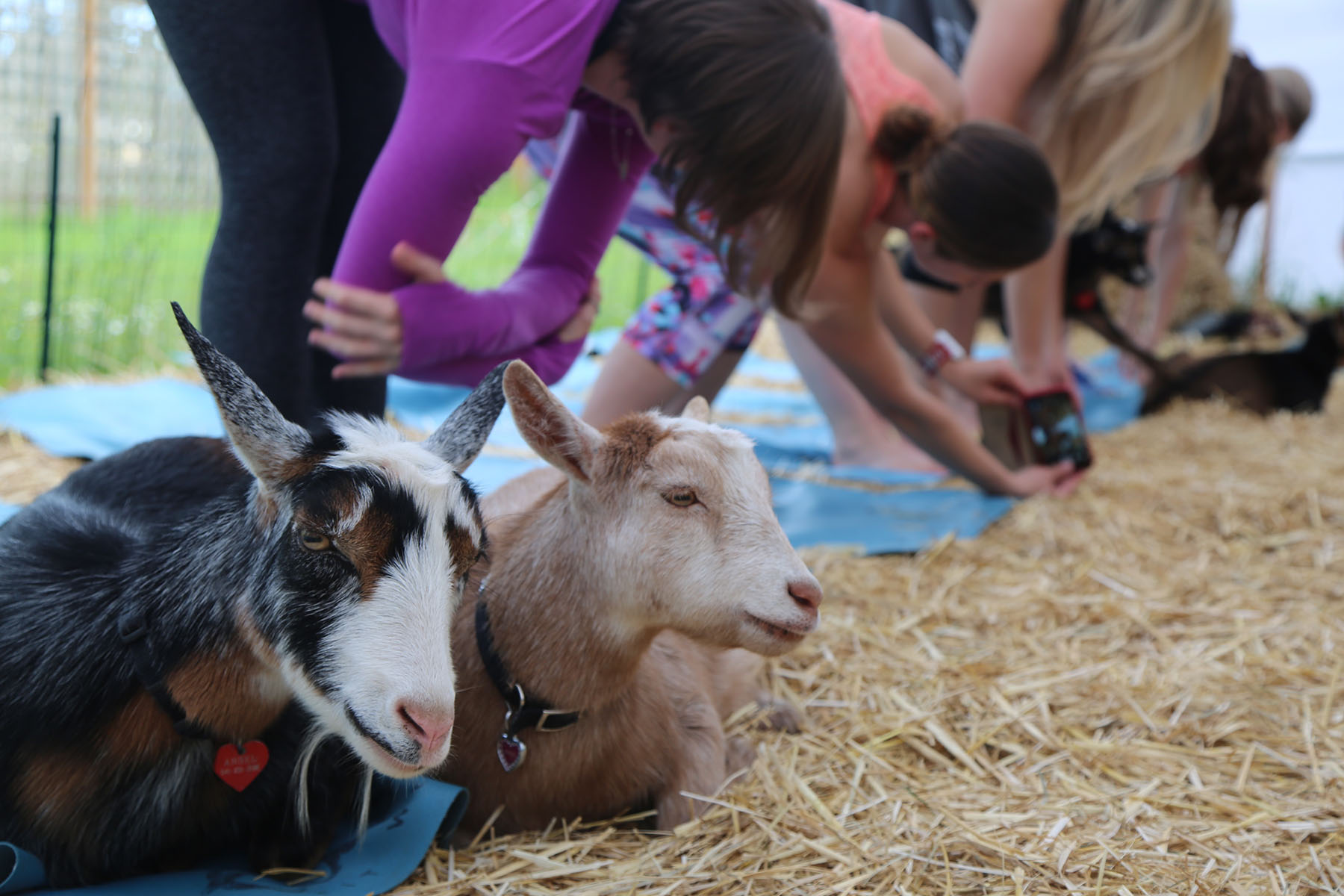 PHOTO:Goats sit down next to yogis taking a goat yoga class in Oregon.