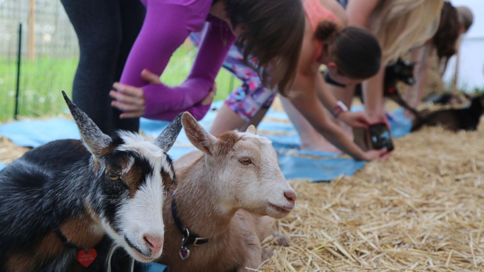 PHOTO:Goats sit down next to yogis taking a goat yoga class in Oregon.