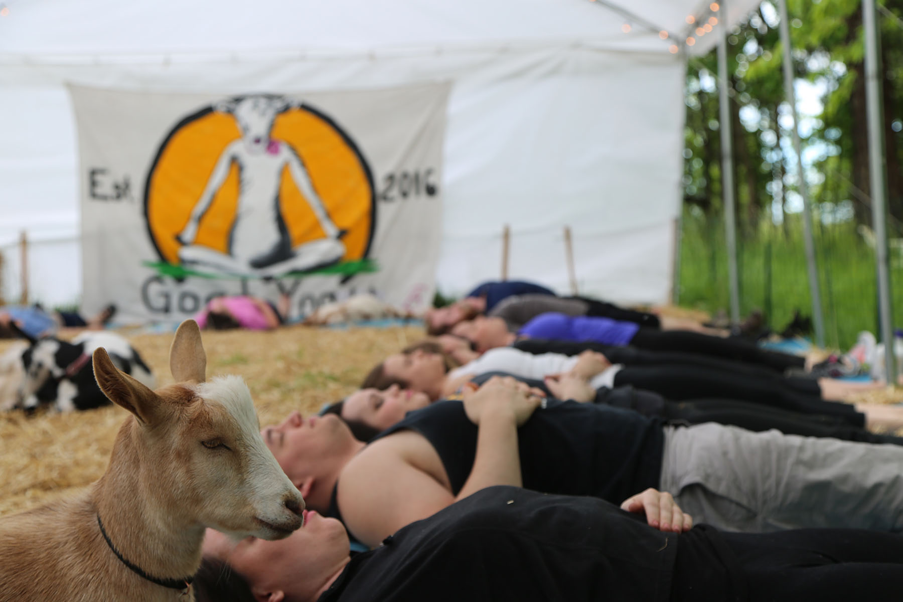 PHOTO:Lainey Morse said she started goat yoga classes in Oregon in August 2016.