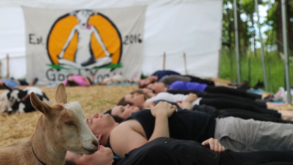 PHOTO:Lainey Morse said she started goat yoga classes in Oregon in August 2016.