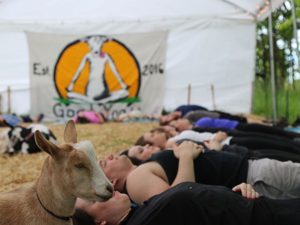PHOTO:Lainey Morse said she started goat yoga classes in Oregon in August 2016.