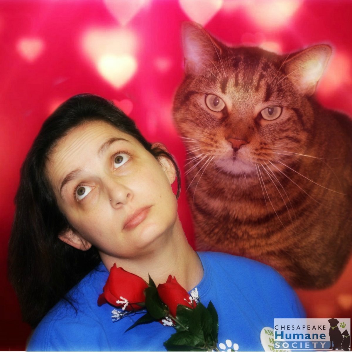 PHOTO: The Chesapeake Humane Society gave their cats retro glamour shots in hopes of getting them adopted.