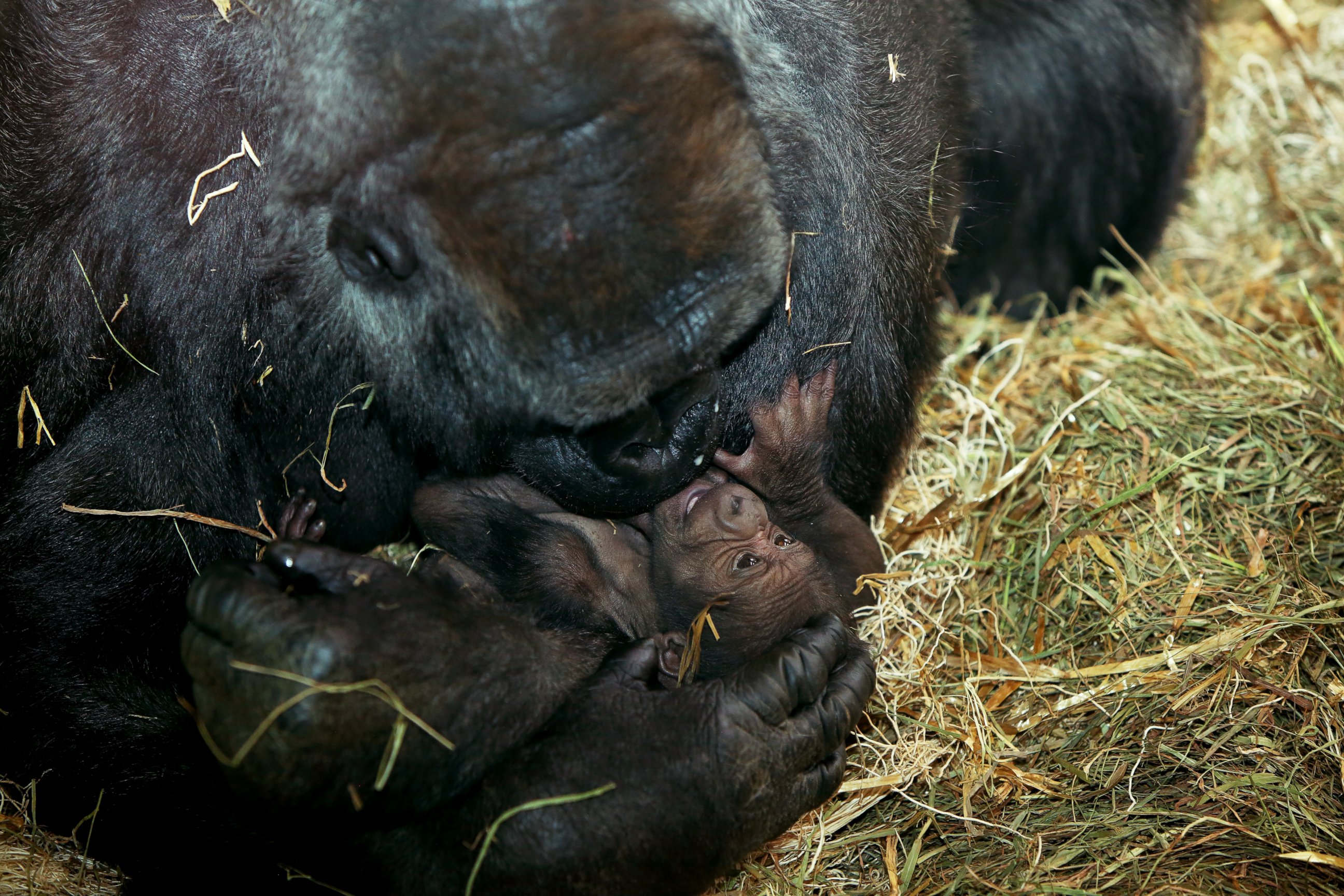 PHOTO: The Philadelphia Zoo brought in human OB-GYNs to help deliver this baby gorilla.