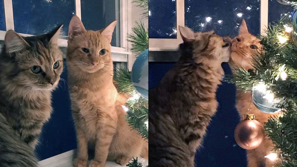 These kittens who are best friends have gone viral for their perfect holiday photo kissing by the Christmas tree.