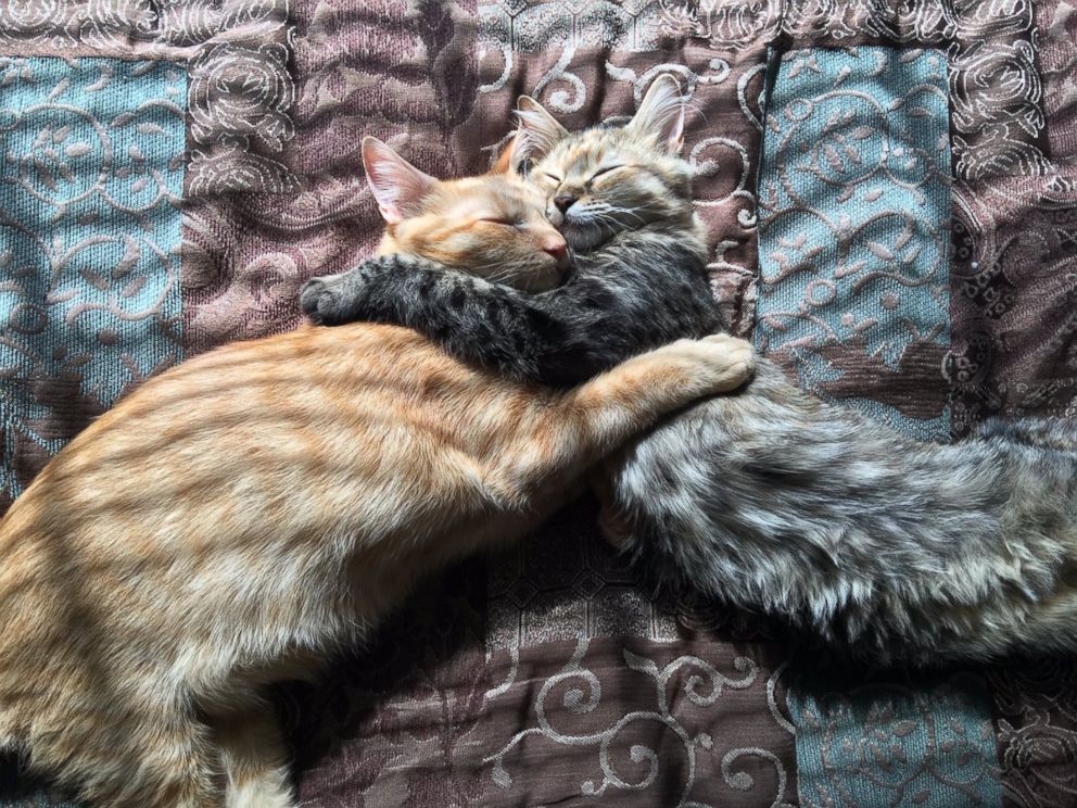 PHOTO: These kittens who are best friends have gone viral for their perfect holiday photo kissing by the Christmas tree.