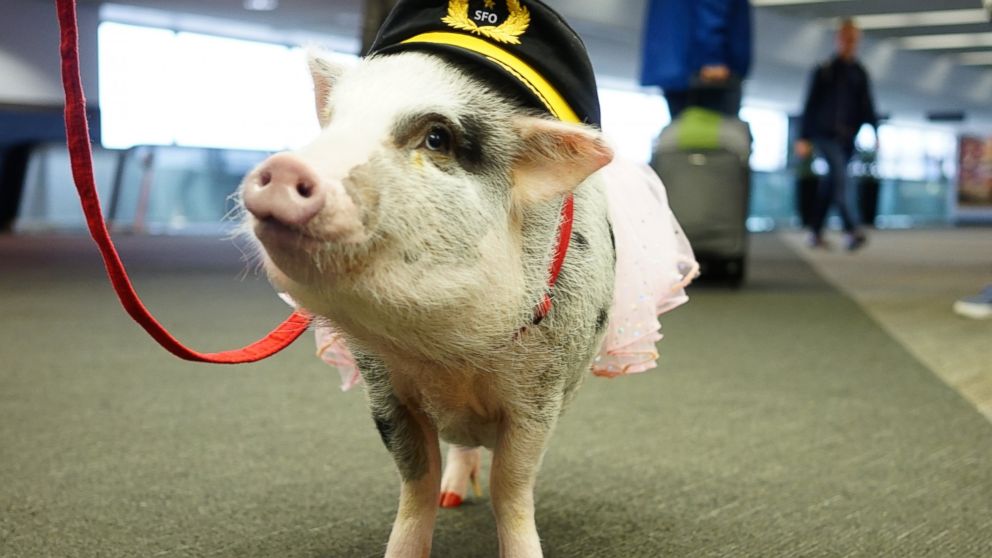 Meet LiLou, San Francisco Airport's Therapy Pig to Help People Fly ...