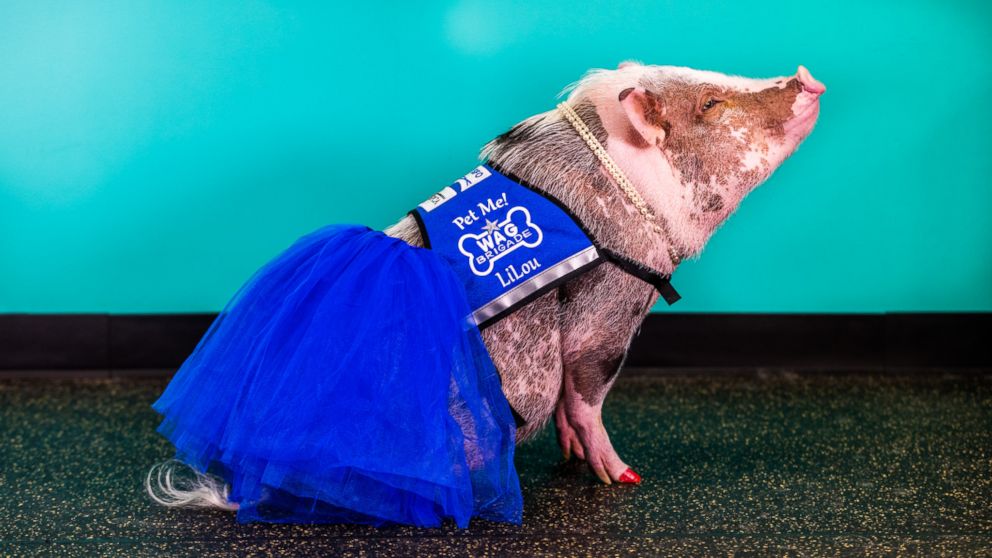 PHOTO: LiLou is the first known airport therapy pig in the U.S., according to the San Francisco International Airport. She was welcomed into the airport's Wag Brigade on Dec. 5, 2016. 