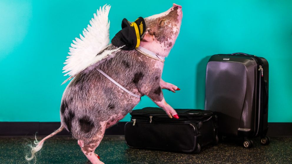 PHOTO: LiLou is the first known airport therapy pig in the U.S., according to the San Francisco International Airport. She was welcomed into the airport's Wag Brigade on Dec. 5, 2016. 