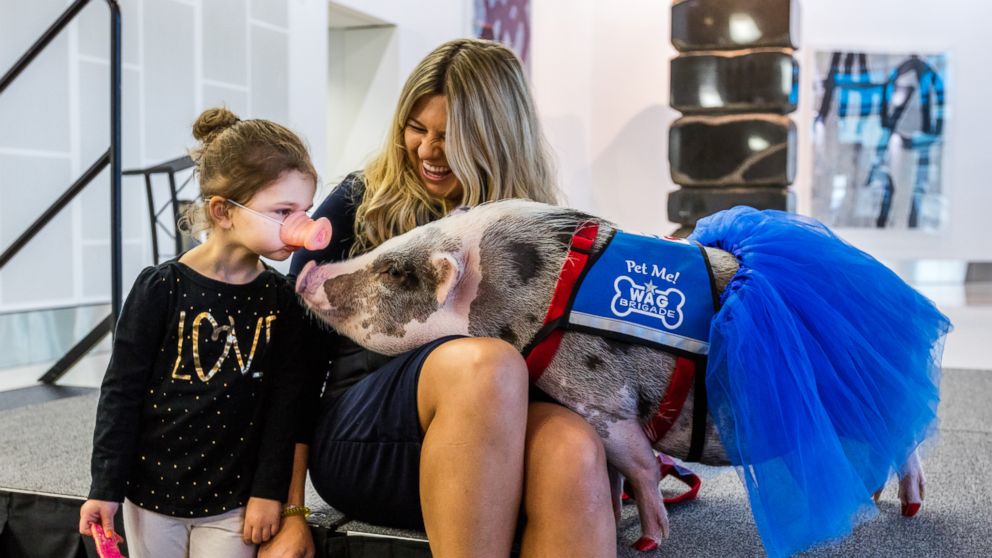 PHOTO: LiLou is the first known airport therapy pig in the U.S., according to the San Francisco International Airport. She was welcomed into the airport's Wag Brigade on Dec. 5, 2016. 