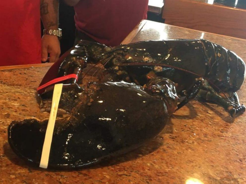 PHOTO: Peter's Clam Bar freed Louie the 22-pound lobster after 20 years at the restaurant on June 16, 2017.
