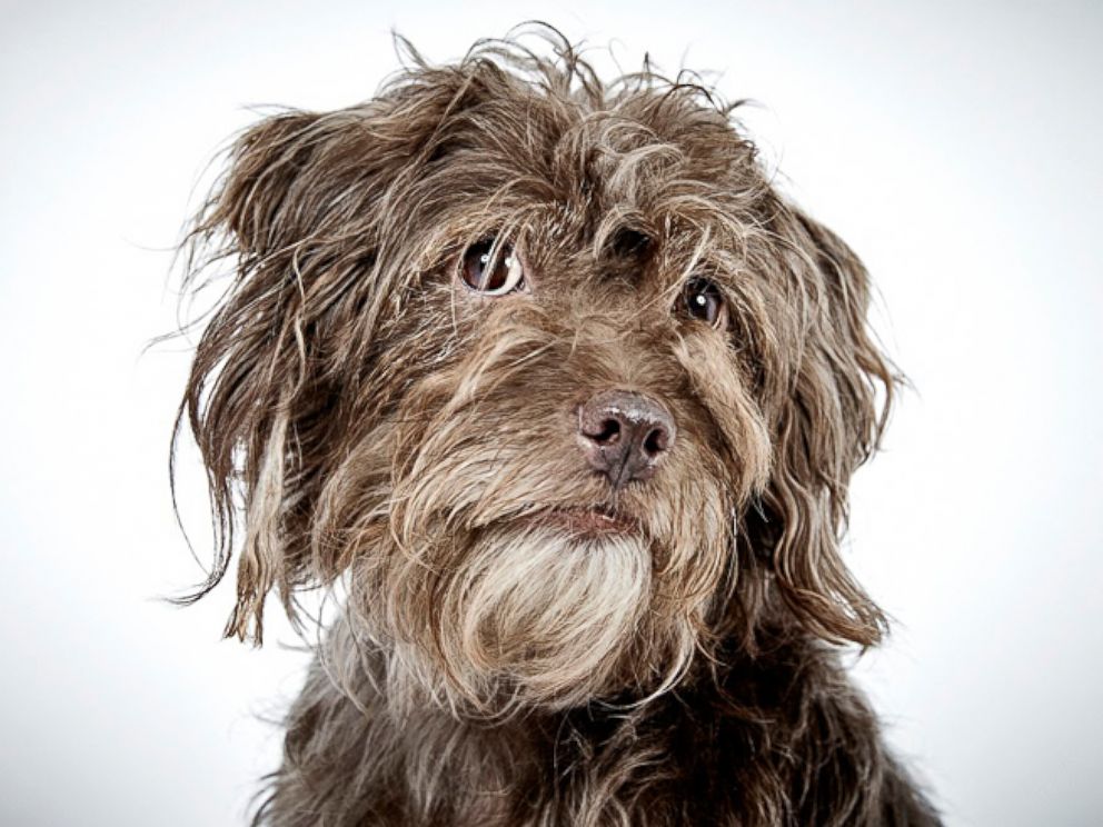 PHOTO: Portraits of rescue dogs taken by Richard Phibbs at The Humane Society of New York are featured in the new book, “Rescue Me.”