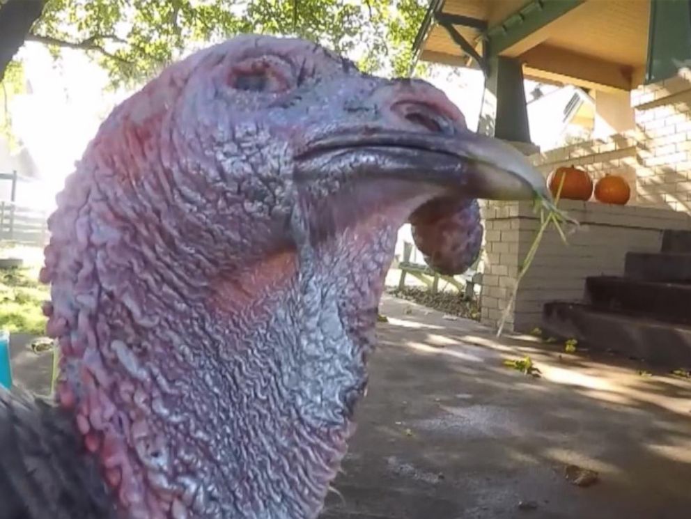 PHOTO: Leon the turkey has been rescued by Harvest Home Animal Sanctuary in Stockton, California after being found wandering the streets in Ventura County.