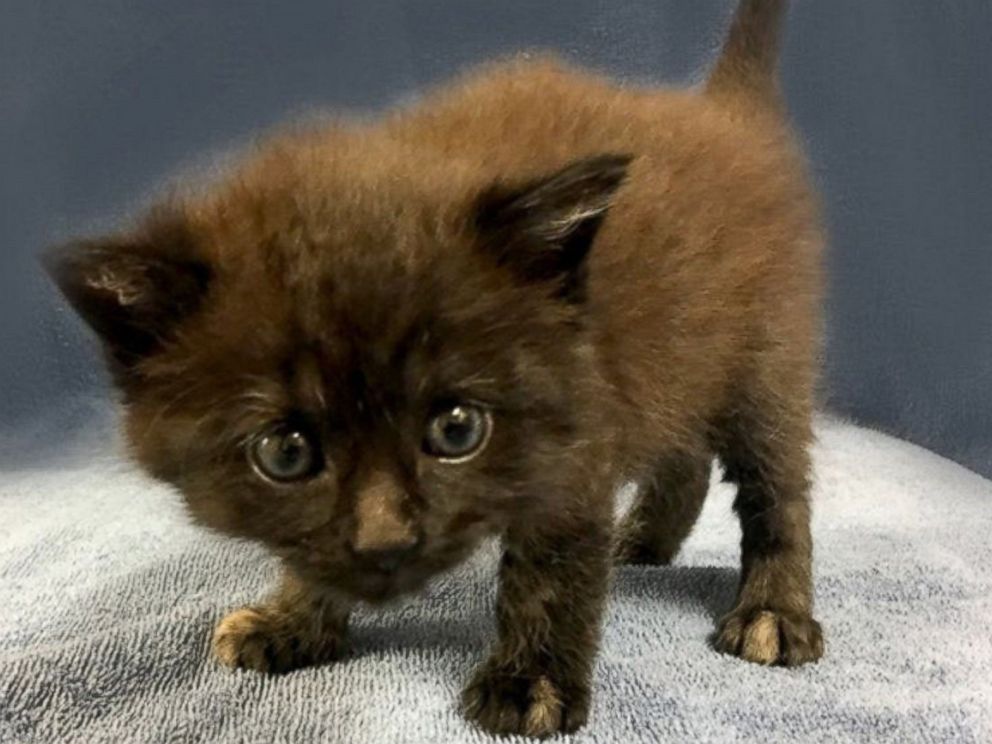 Rare Male Tortoiseshell Cat Attracts 100s Wanting To Adopt Abc News,Whats An Infant