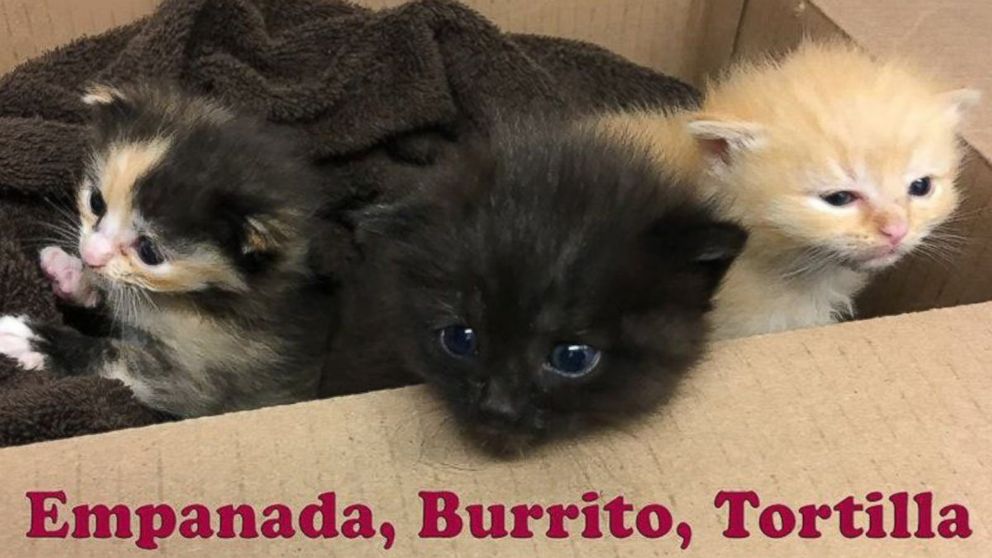 PHOTO: Burrito and his two siblings were dropped off by Good Samaritans at the Animal Welfare Association in the second week of April. 