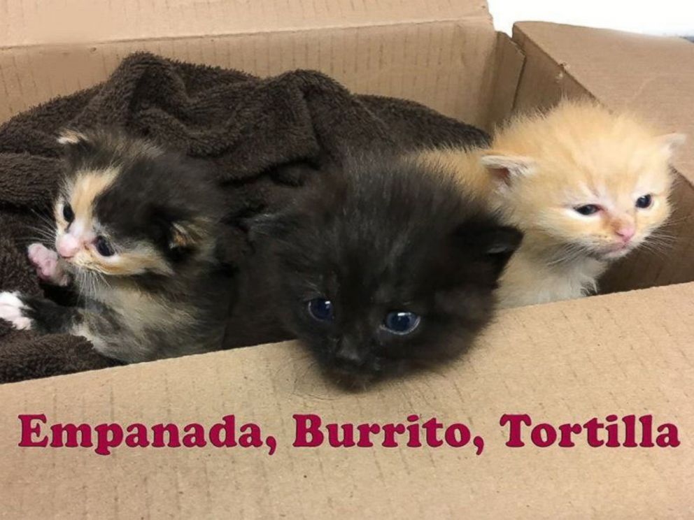 PHOTO: Burrito and his two siblings were dropped off by Good Samaritans at the Animal Welfare Association in the second week of April. 