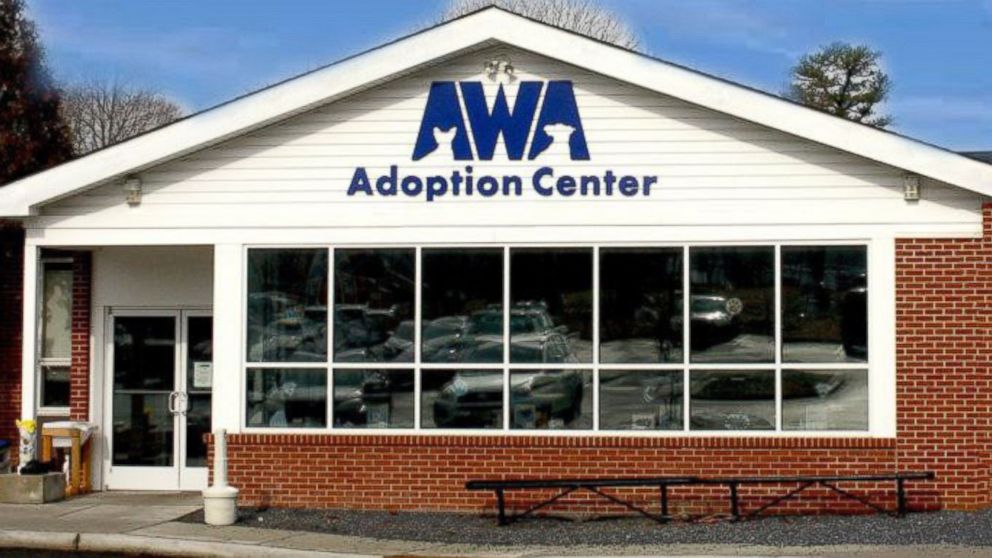 PHOTO: The Animal Welfare Association in Voorhees, New Jersey, have received over 350 offers from people across the country who want to adopt Burrito--some as far as Canada.
