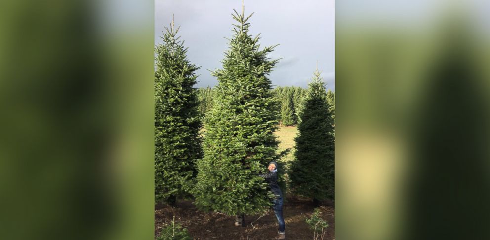 PHOTO: Lauren Walters hugs the 20 foot tree her family bought at a Portland, Oregon tree farm.