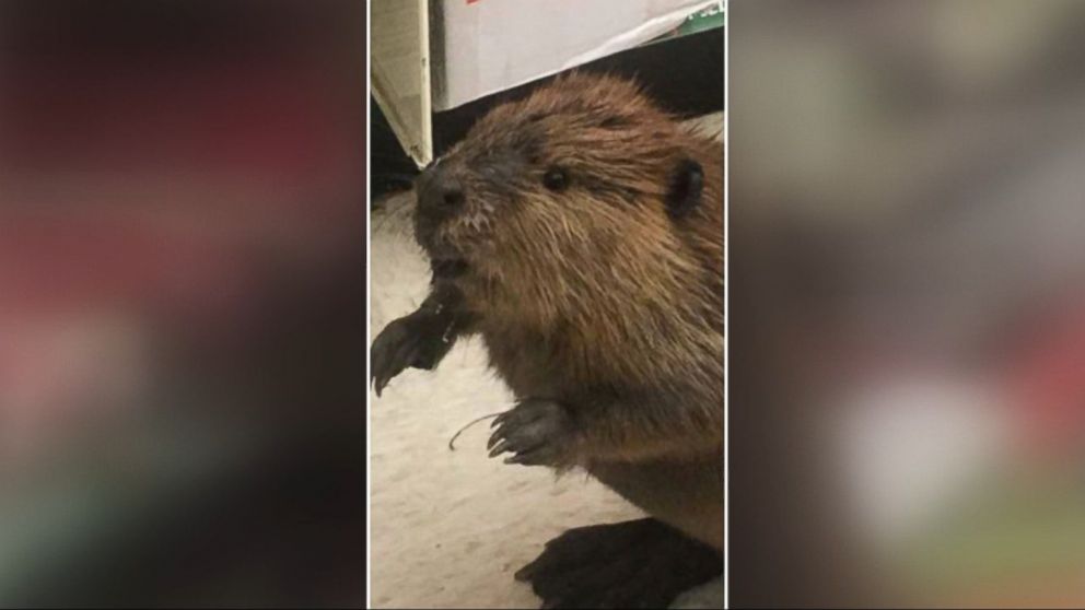 PHOTO: A beaver was photographed by authorities in the Christmas tree section of a store in St. Mary's County, Maryland, on Nov. 30, 2016. 