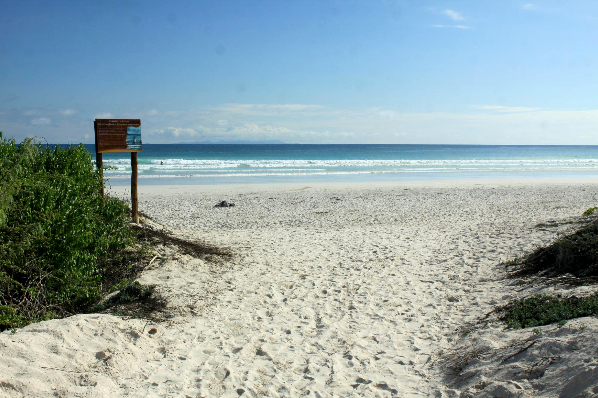 PHOTO: Galapagos Beach at Tortuga Bay in Ecuador is a pristine area surrounded by tropical animals in their natural habitats.