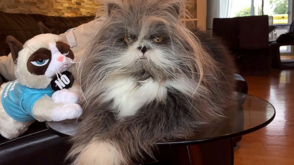 PHOTO: This animal has the Internet wondering if he's a cat or a dog. Atchoum is a 2-year-old male Persian cat with hypertrichosis.