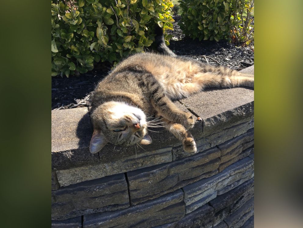 PHOTO: Jimmy the cat has made his way home after missing since September 13, 2014, in Wanaque, New Jersey.