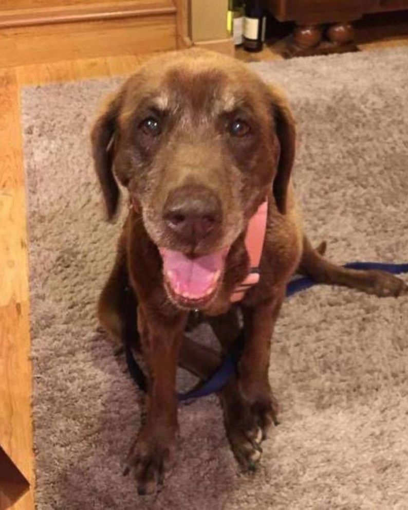 PHOTO: Mo, a 14-year-old Chsapeake Bay Retriever was reunited with her family after she was missing in the Idaho mountains for 9 months.
