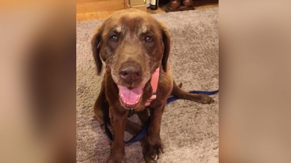 PHOTO: Mo, a 14-year-old Chsapeake Bay Retriever was reunited with her family after she was missing in the Idaho mountains for 9 months.
