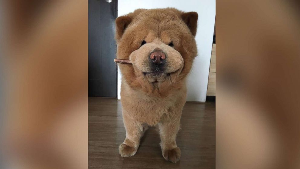 PHOTO: Chowder the adorable 3-year-old Chow-Chow is a social media sensation.