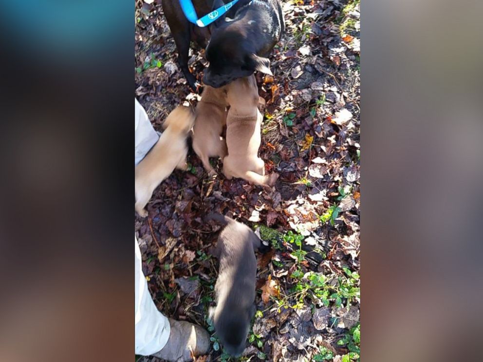 PHOTO: This 3-legged dog named Miracle is up for adoption after saving her puppies from factory fire.