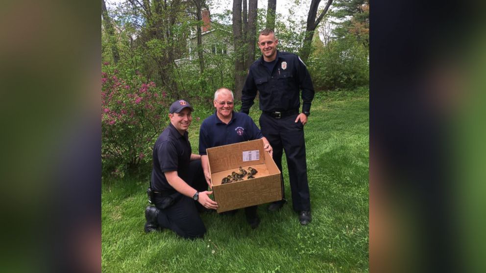 Mother duck reunited with her 14 ducklings after firefighters rescue ...