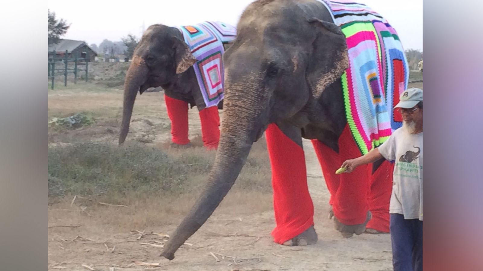 Trolley fumle mavepine Indian Elephants Sport Colorful Knit Sweaters - ABC News