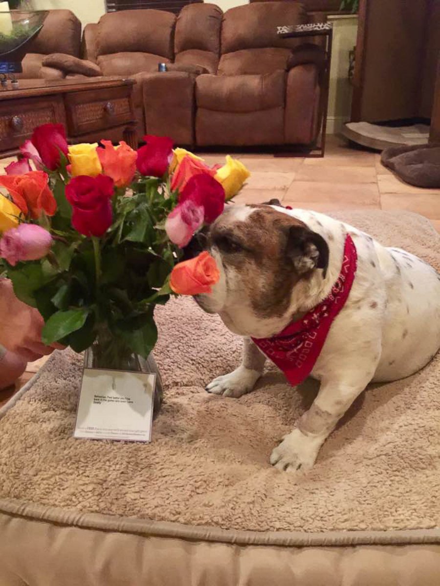 PHOTO: Debbie Cardone's husband sent flowers to their sick dog, but when she realized they weren't for her, she wasn't impressed.