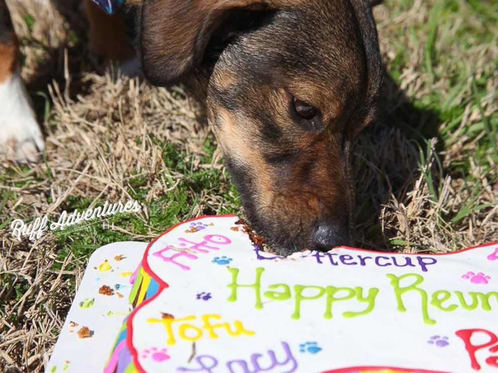 PHOTO: Frito the dog was reunited with his siblings after they were adopted from Texas Humane Heroes in Leander.