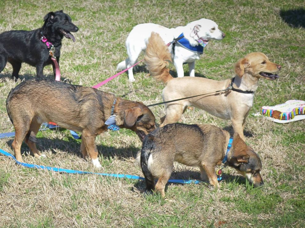 PHOTO: Frito the dog was reunited with his siblings after they were adopted from Texas Humane Heroes in Leander.