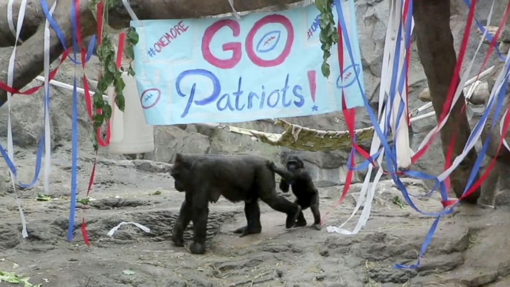 PHOTO: The lemur and gorilla enclosures at Franklin Park Zoo in Boston have been decked out in red, white and blue streamers in anticipation of Super Bowl Sunday.