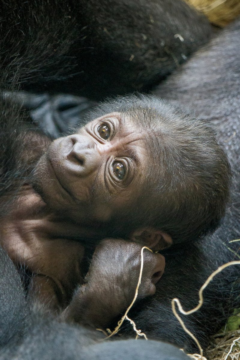 PHOTO: The Philadelphia Zoo brought in human OB-GYNs to help deliver this baby gorilla.