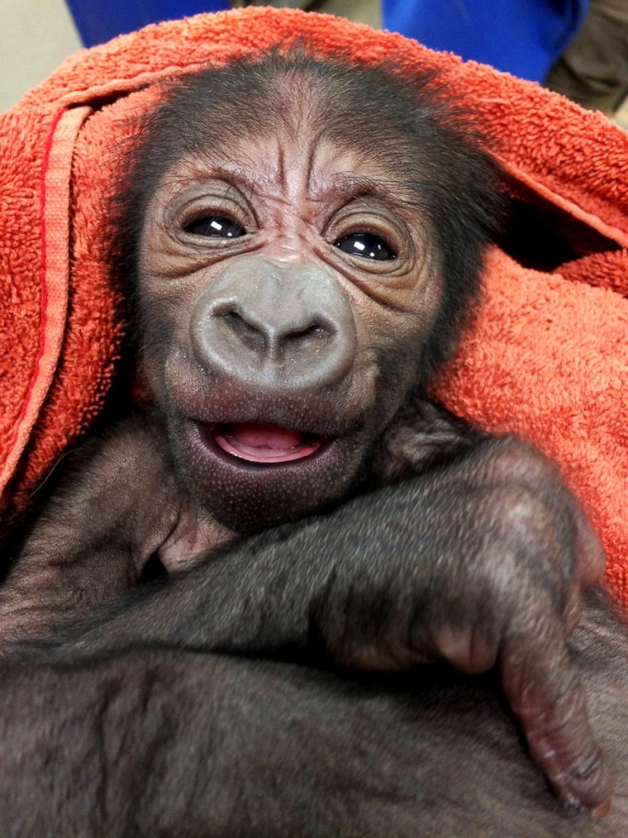 PHOTO: The Philadelphia Zoo brought in OB-GYNs to help deliver this baby gorilla.