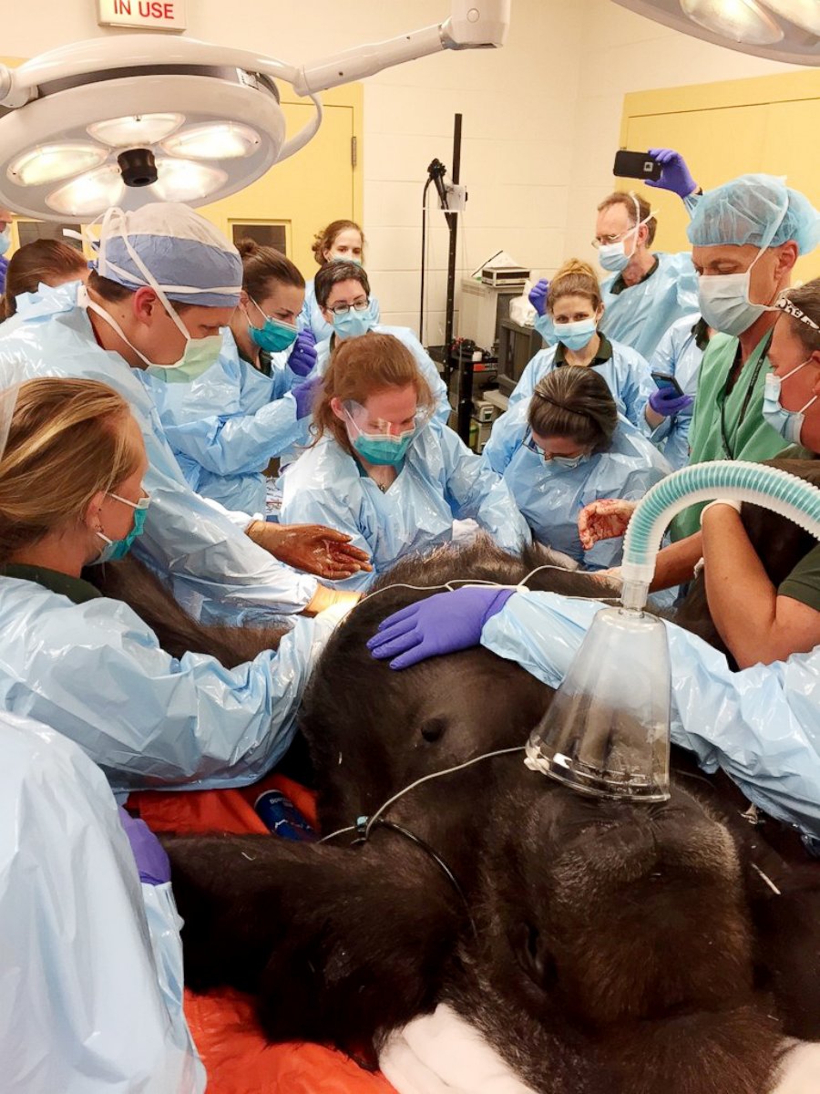 PHOTO: The Philadelphia Zoo brought in human OB-GYNs to help deliver this baby gorilla.