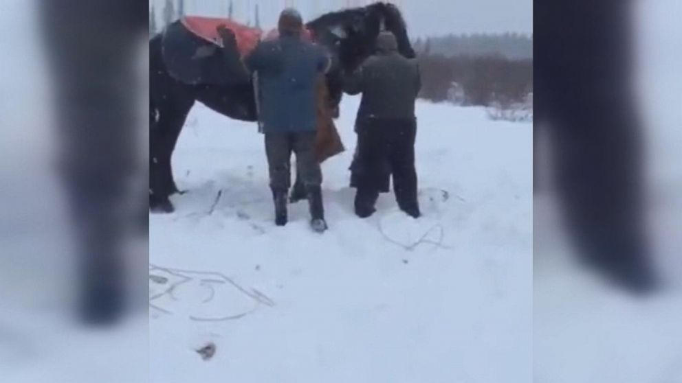 PHOTO: A group of farmers and firefighters helped rescue a horse that fell through an icy creek near the town of Rimbey in Alberta, Canada, on Jan. 9, 2017, according to Panoka County Fire Services.