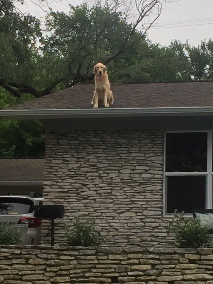PHOTO: Dog named Huckleberry becomes star for hanging on owner's roof in Austin, Texas.